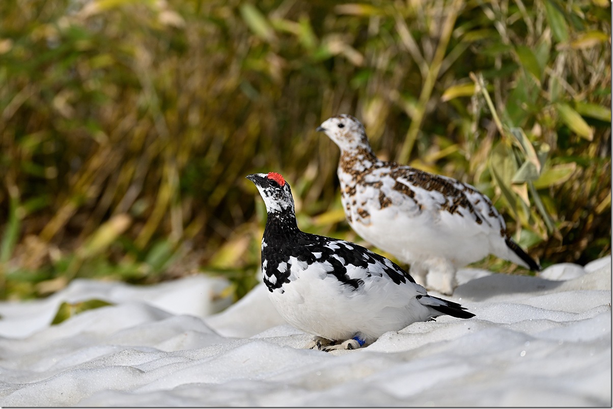 Z8M_8940_blog