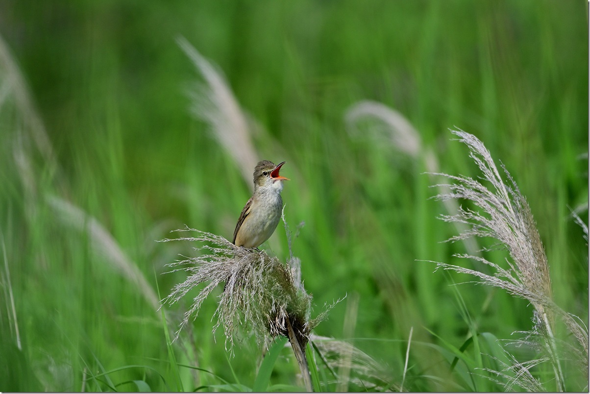 Z8M_9516_blog