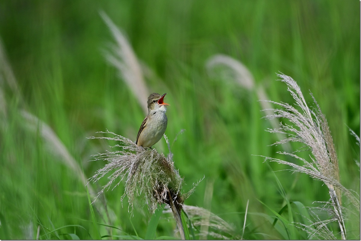 Z8M_9517_blog