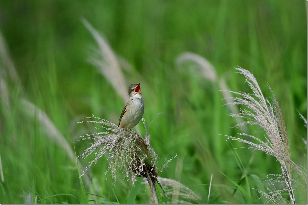 Z8M_9520_blog