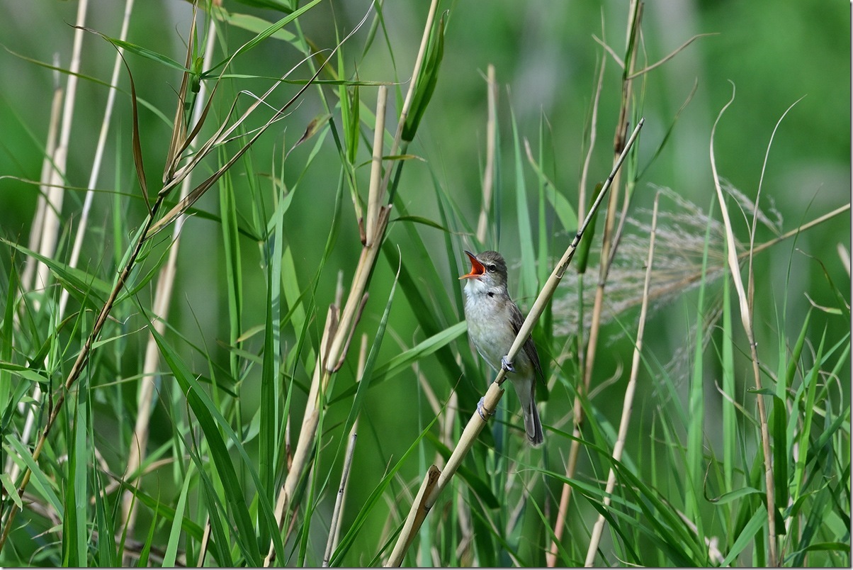 Z8M_9603_blog