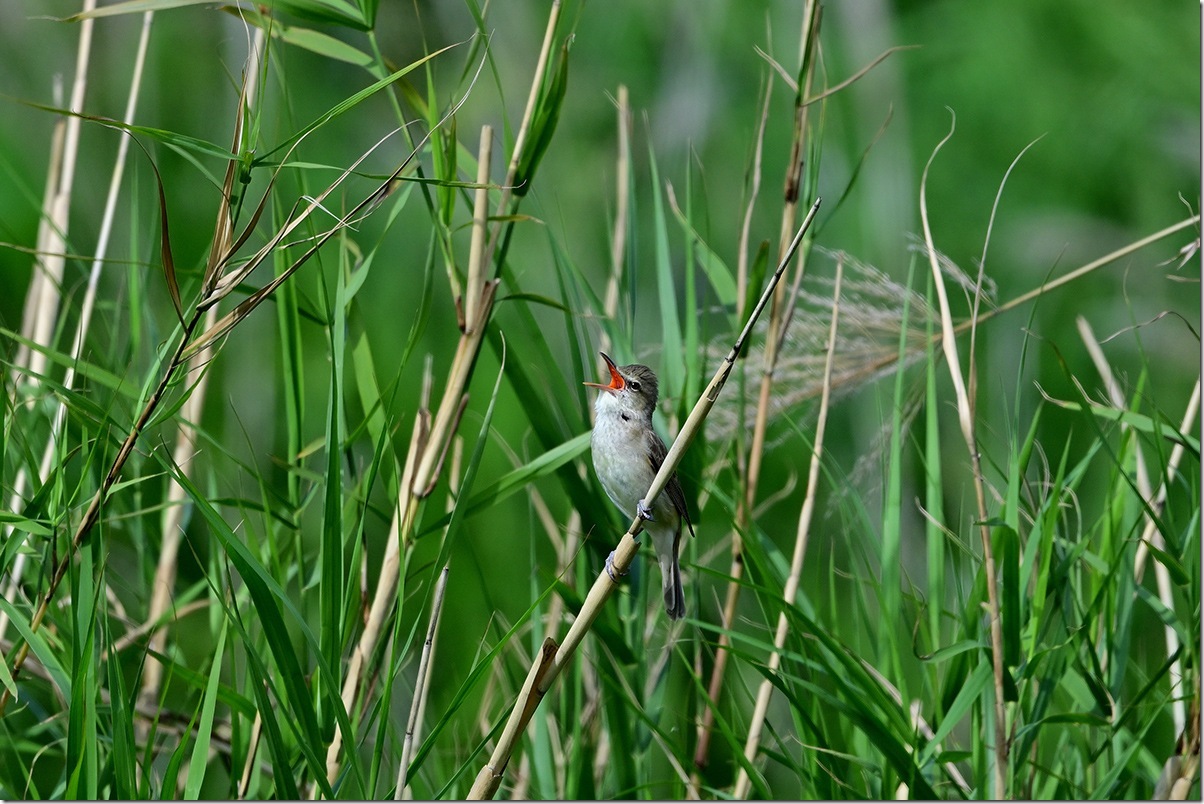 Z8M_9620_blog