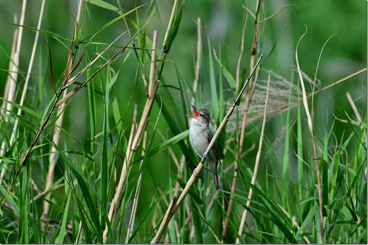 Z8M_9621_blog