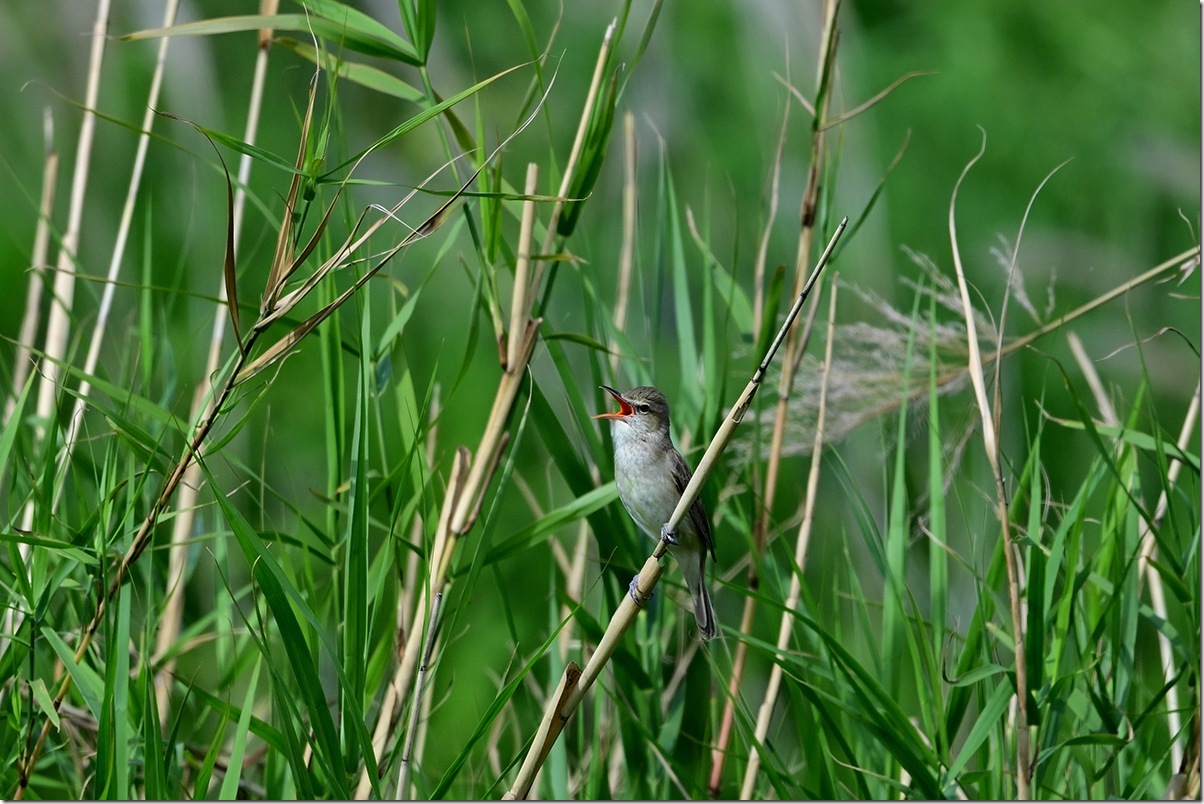 Z8M_9654_blog