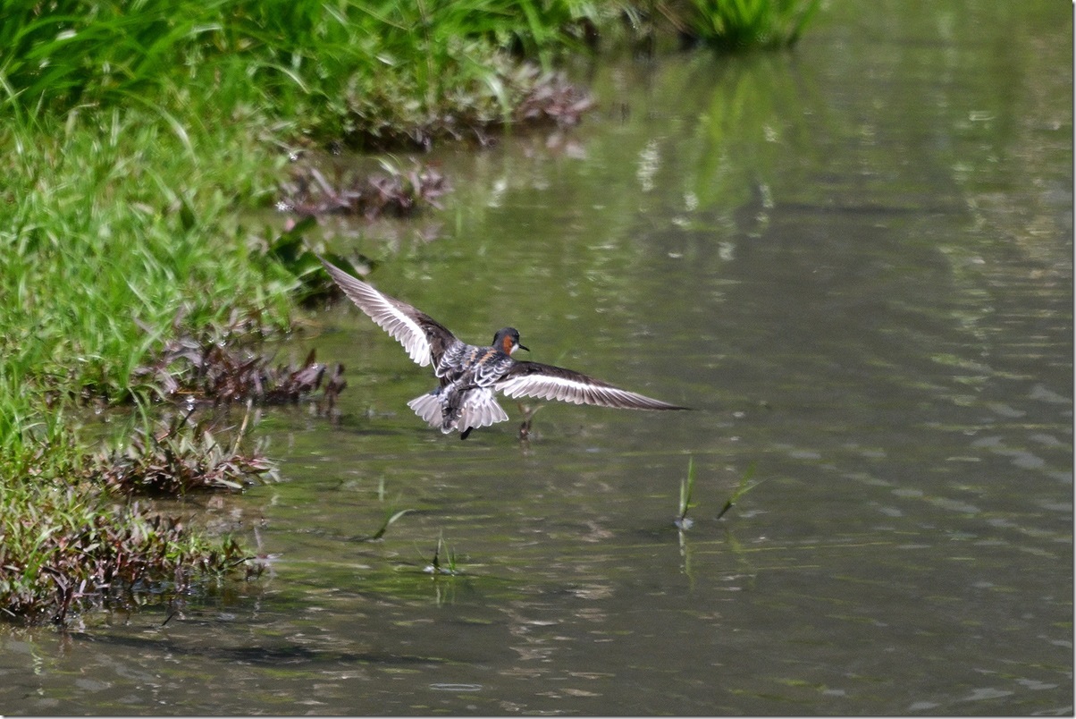 Z9M_0080_blog