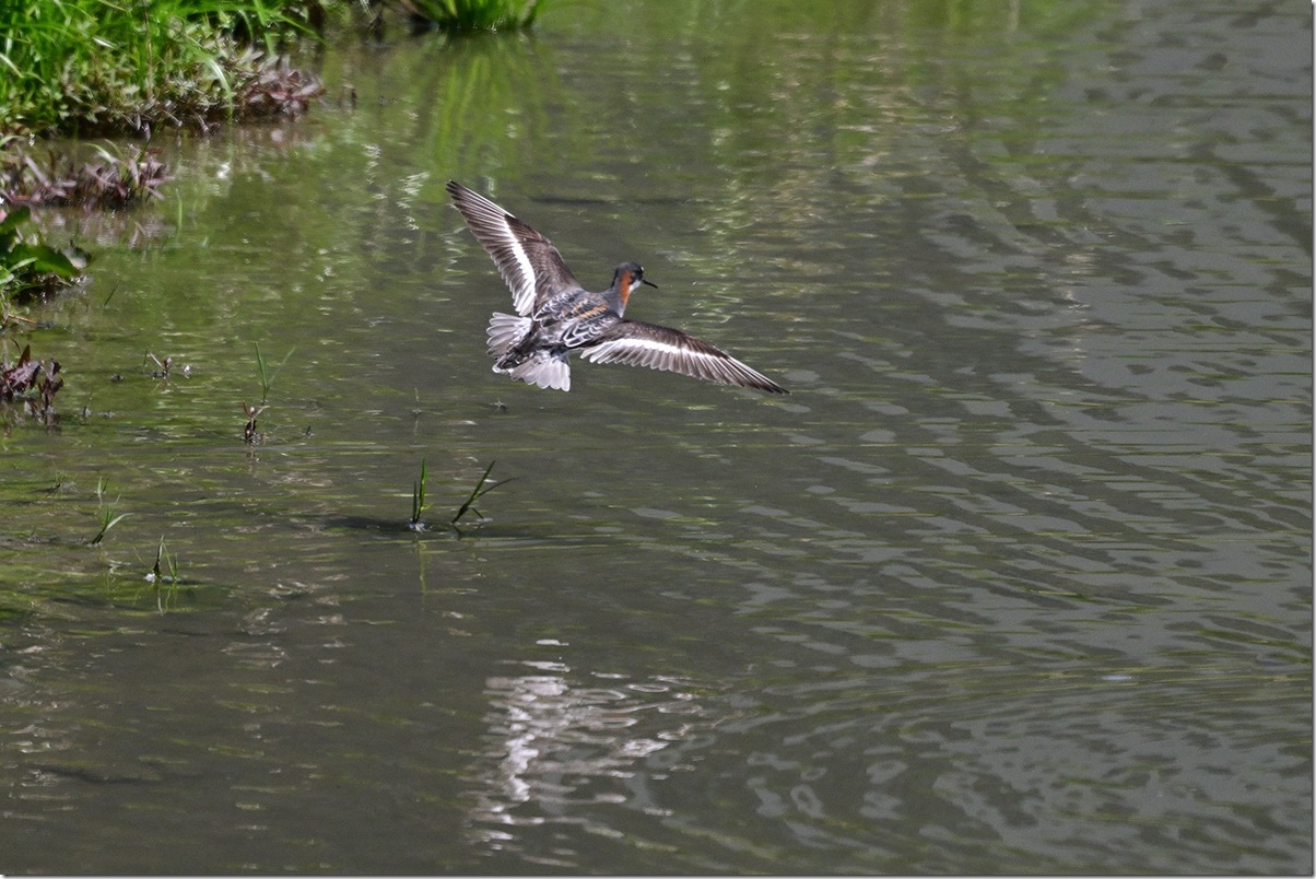Z9M_0086_blog