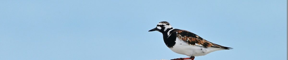 Z9M_0138_blog_thumb-1