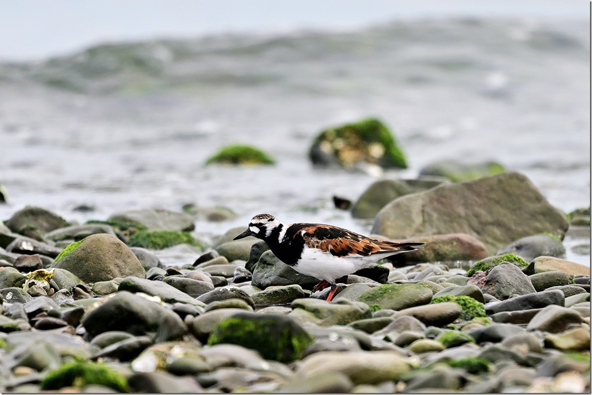 Z9M_0591_blog