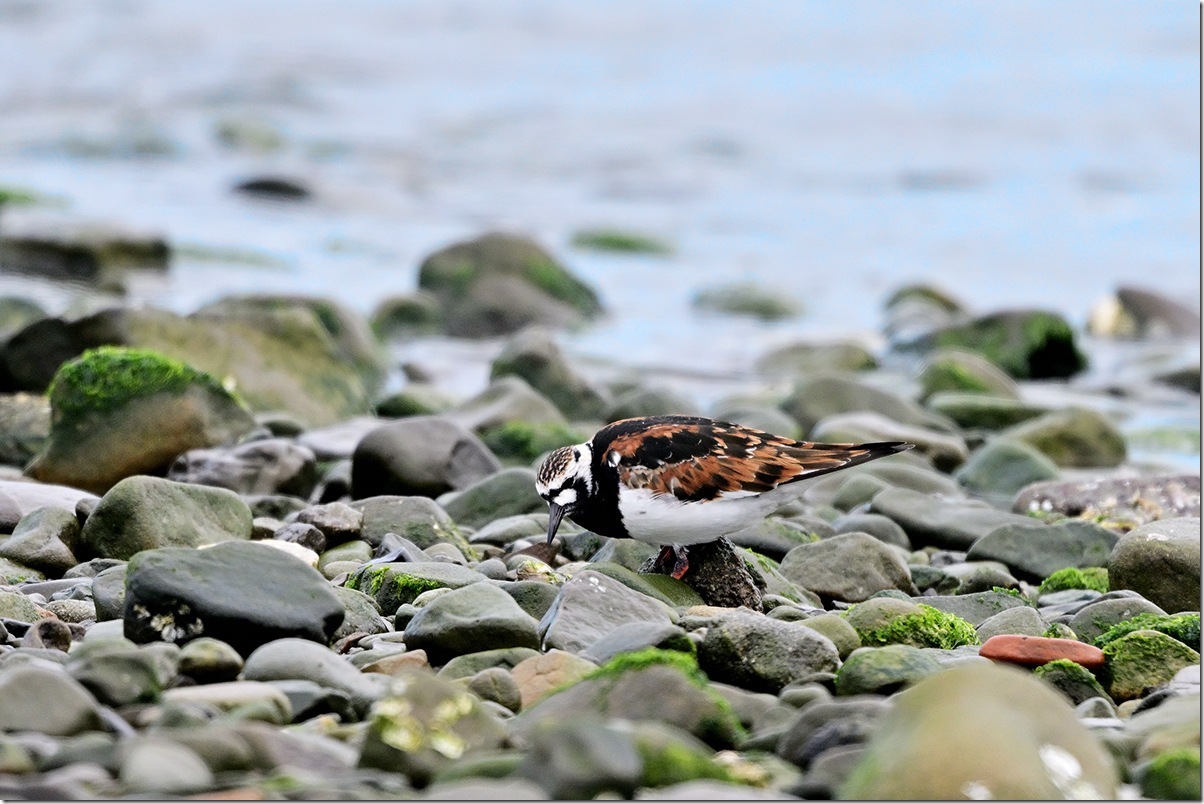 Z9M_0723_blog
