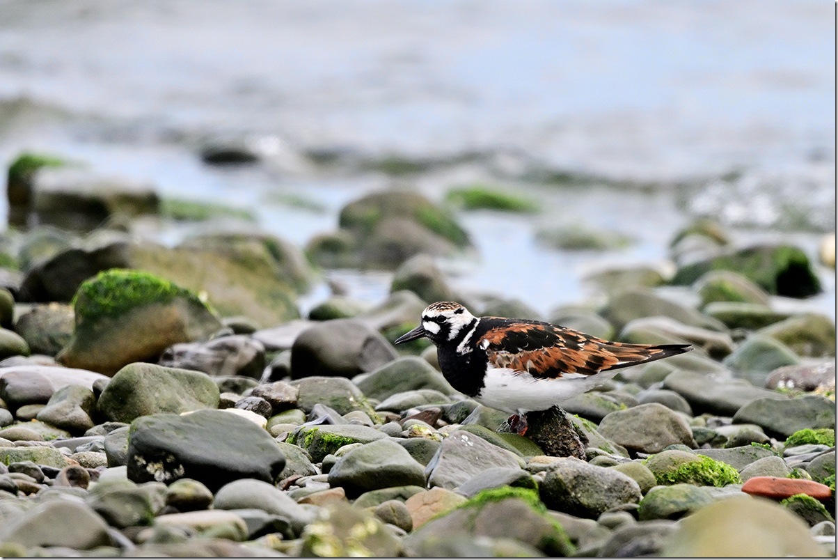 Z9M_0733_blog