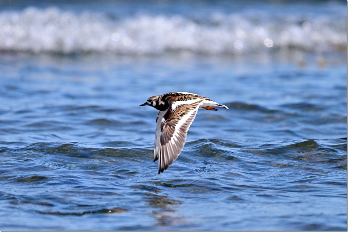 Z9M_2103_blog