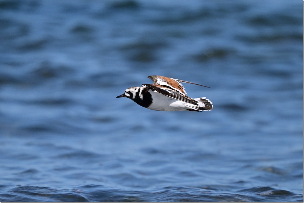 Z9M_2267_blog
