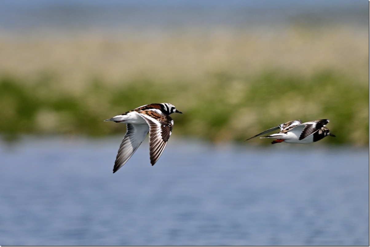 Z9M_5377_blog