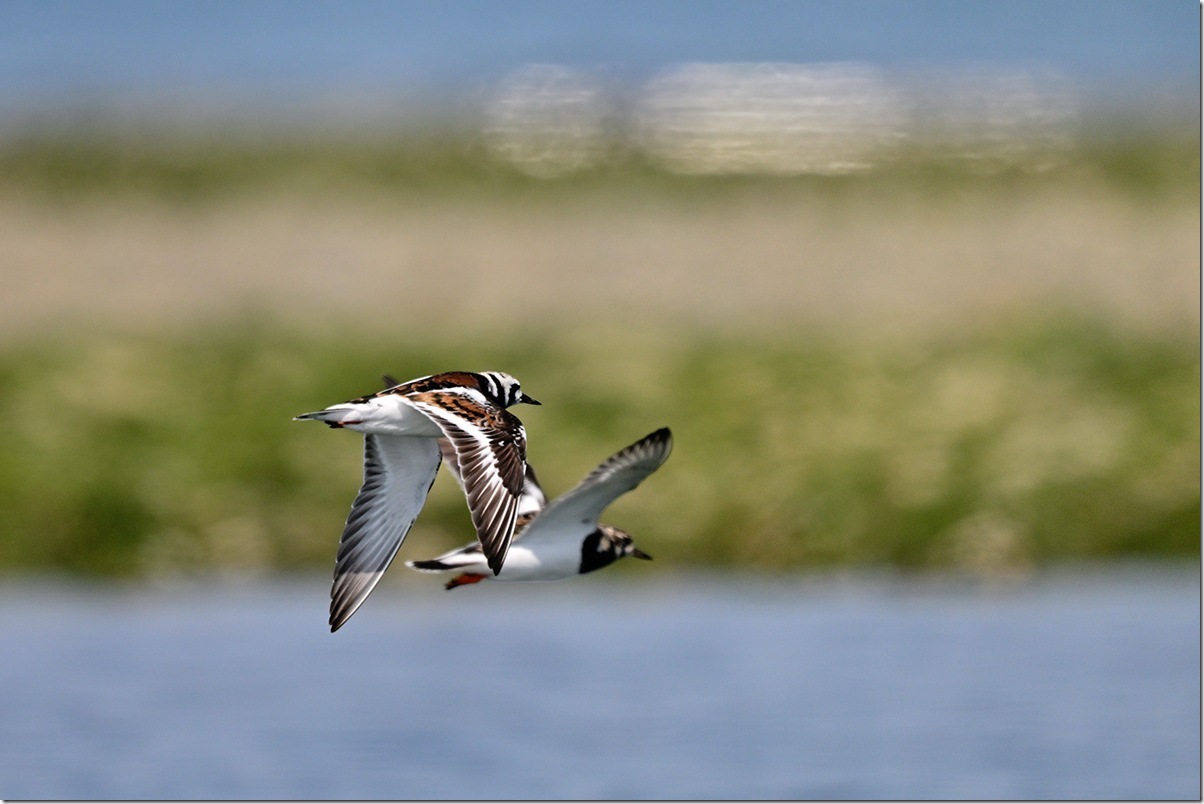 Z9M_5381_blog