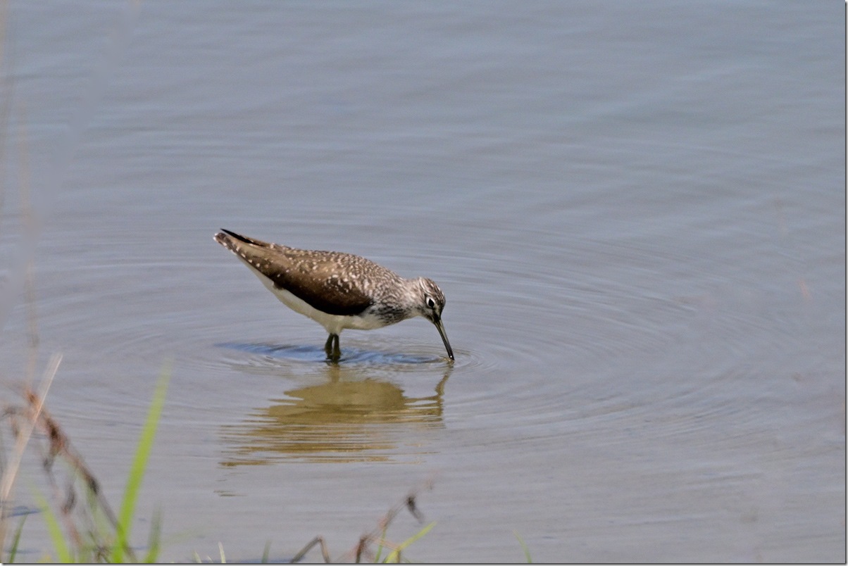 Z9M_5811_blog