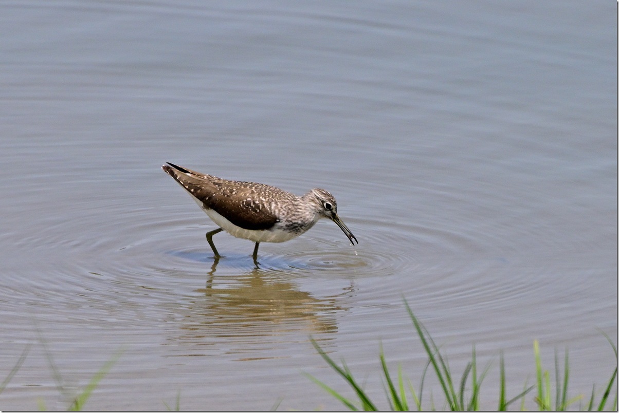 Z9M_5840_blog