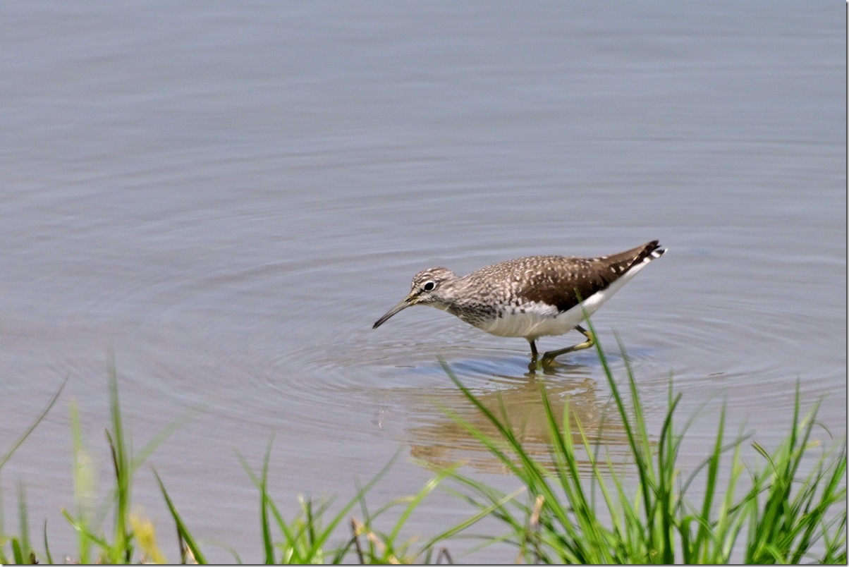 Z9M_5856_blog