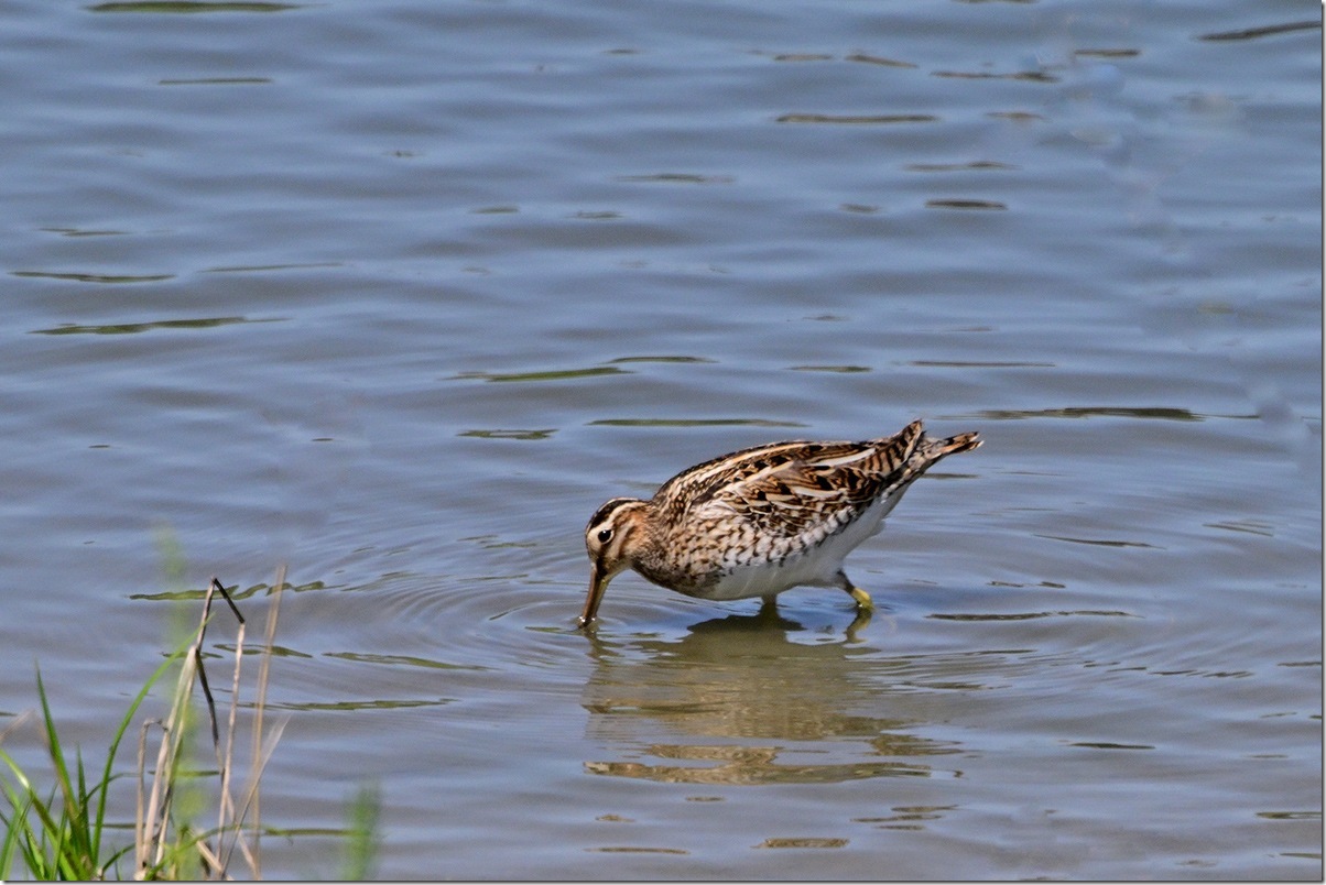 Z9M_6728_blog