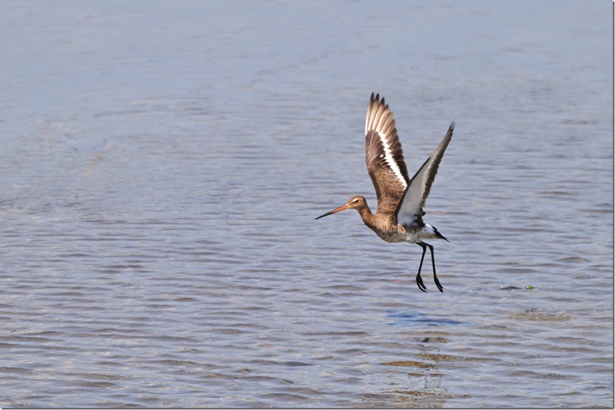 Z9M_6974_blog