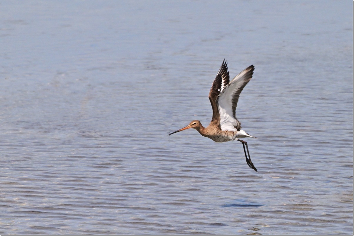 Z9M_6976_blog