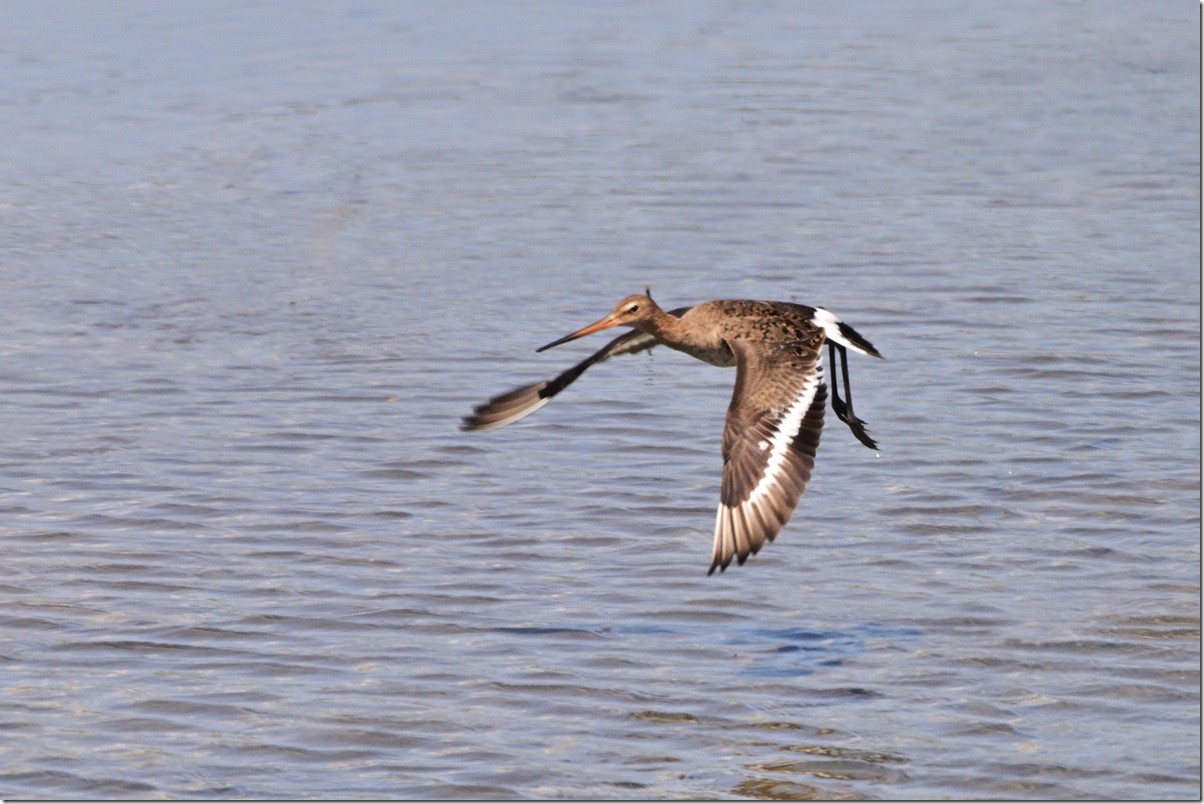 Z9M_6977_blog