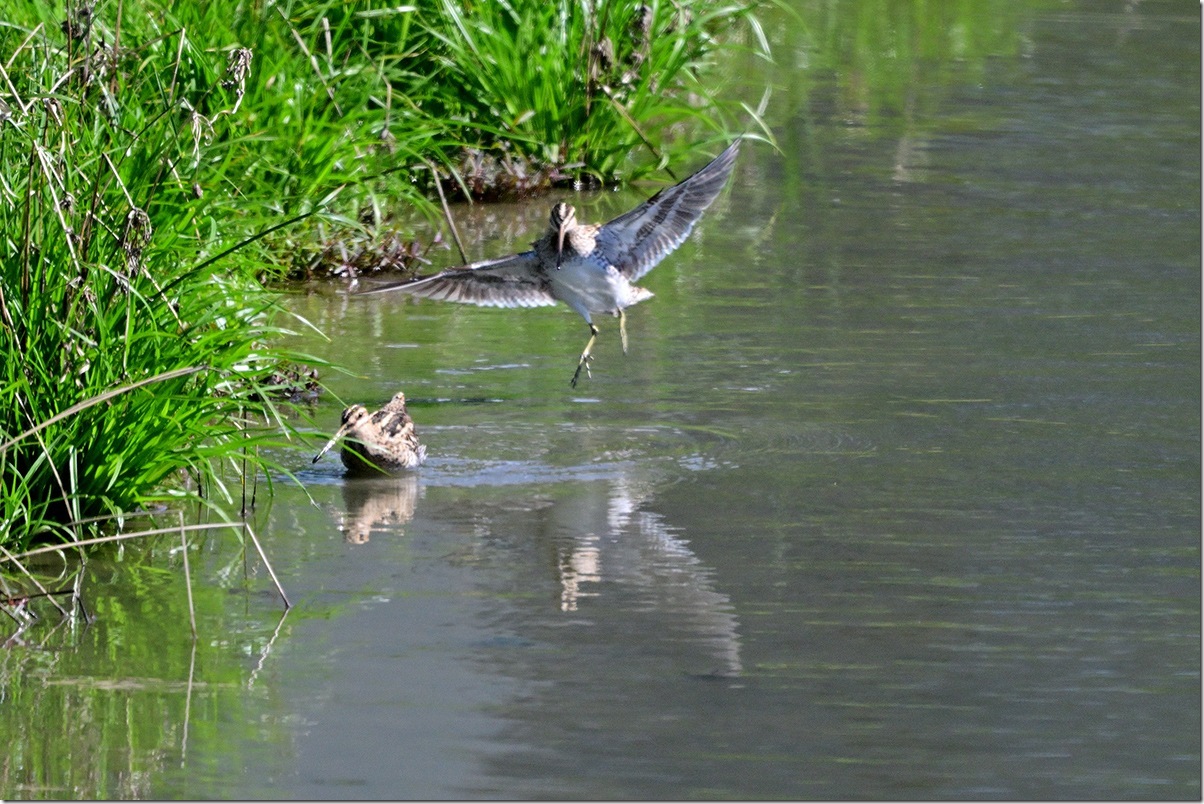 Z9M_8390_blog