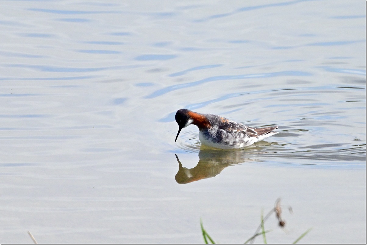 Z9M_9252_blog