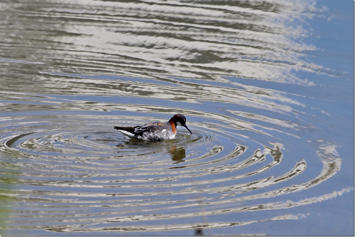 Z9M_9567_blog