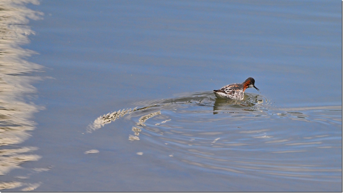 Z9M_9671_blog