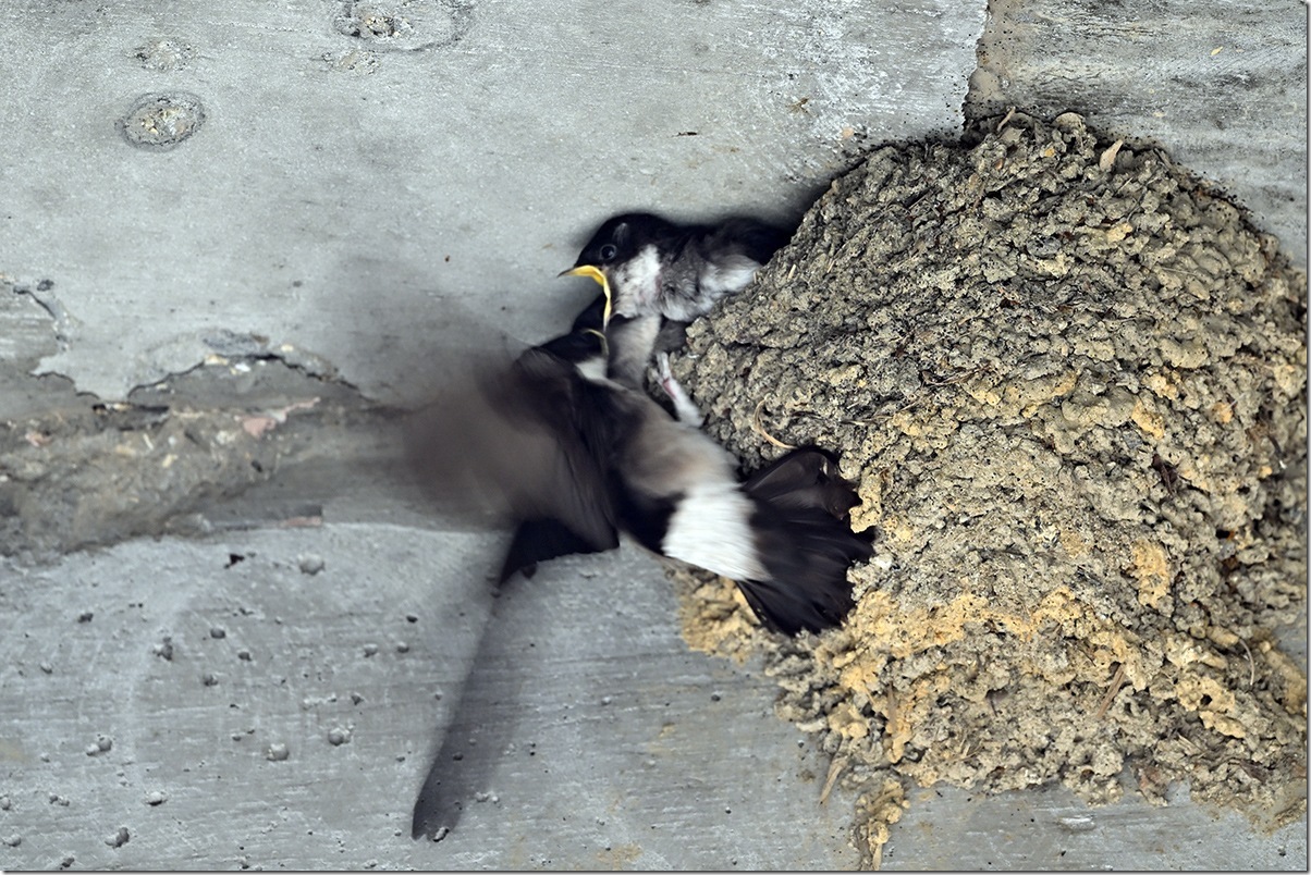 Z5M_2127_blog