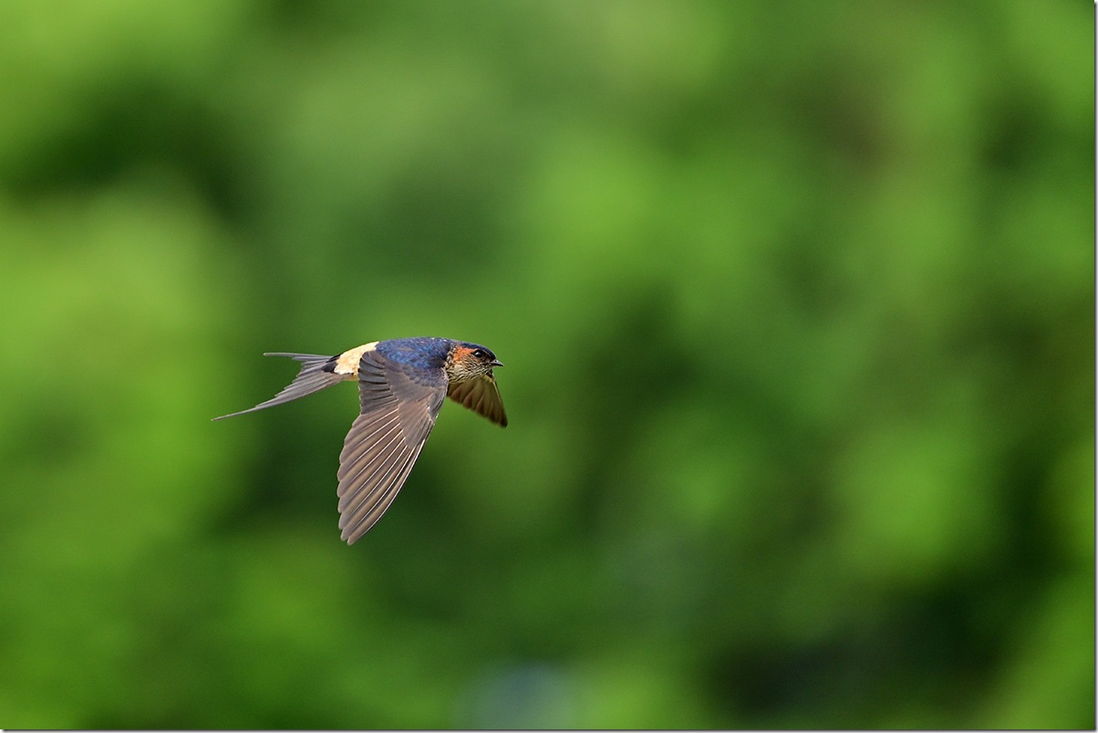 Z8M_4315_blog