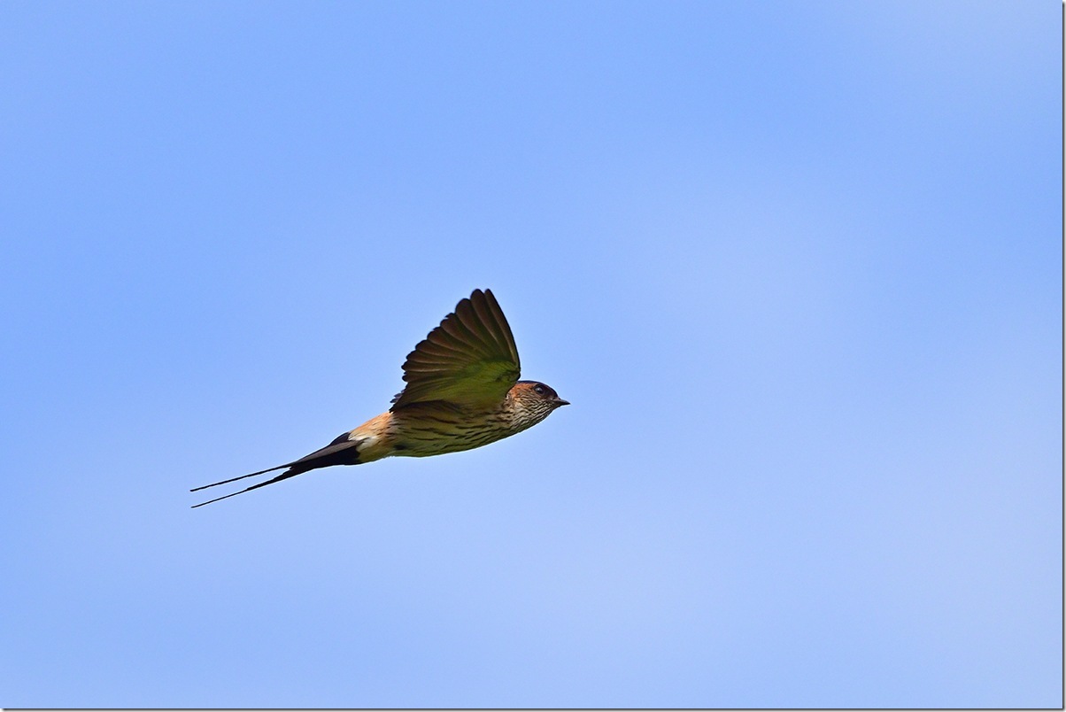 Z8M_4339_blog
