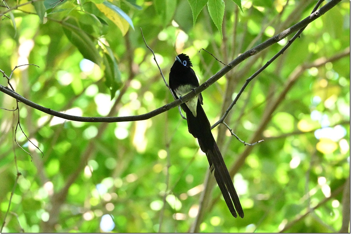 Z8M_4460_blog