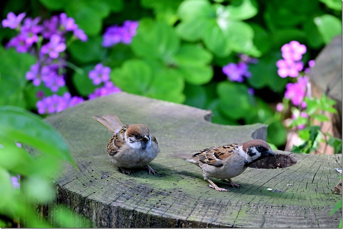 Z8M_4547_blog