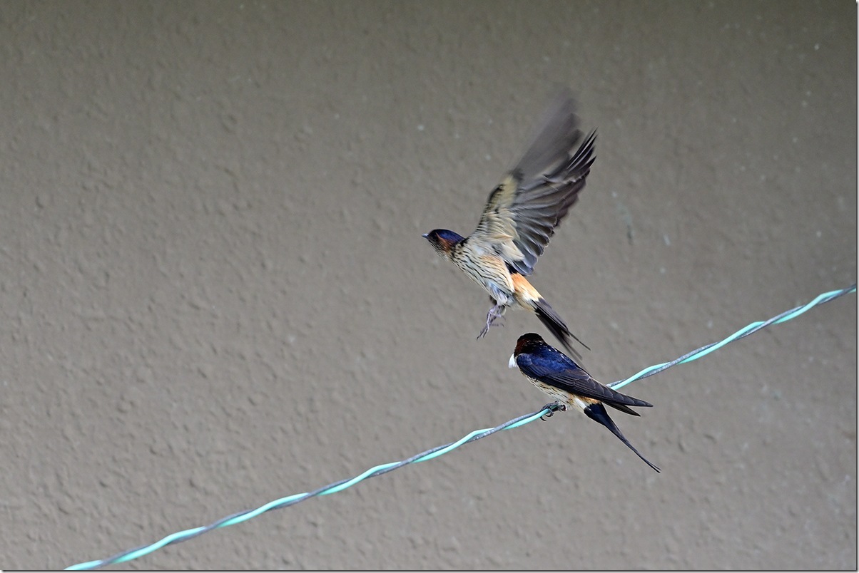 Z8M_4593_blog