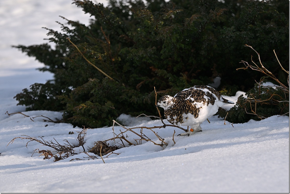 Z8M_5118_blog