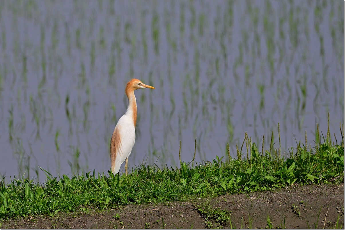 Z8M_6563_blog