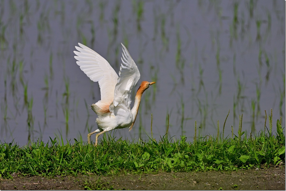 Z8M_6597_blog