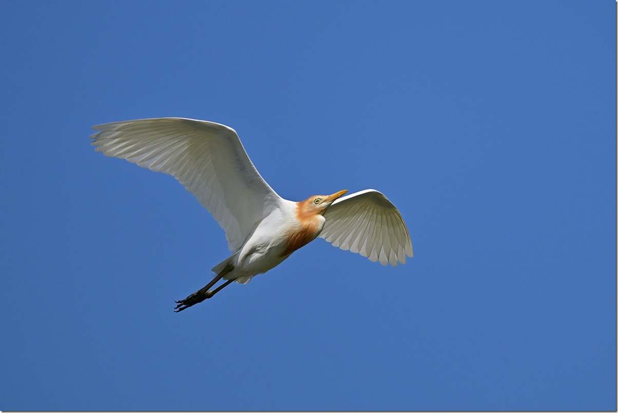 Z8M_6819_blog