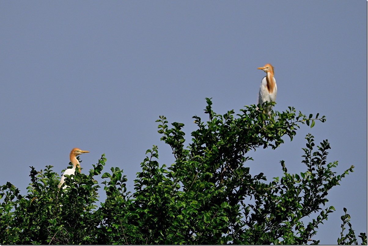 Z8M_6887_blog