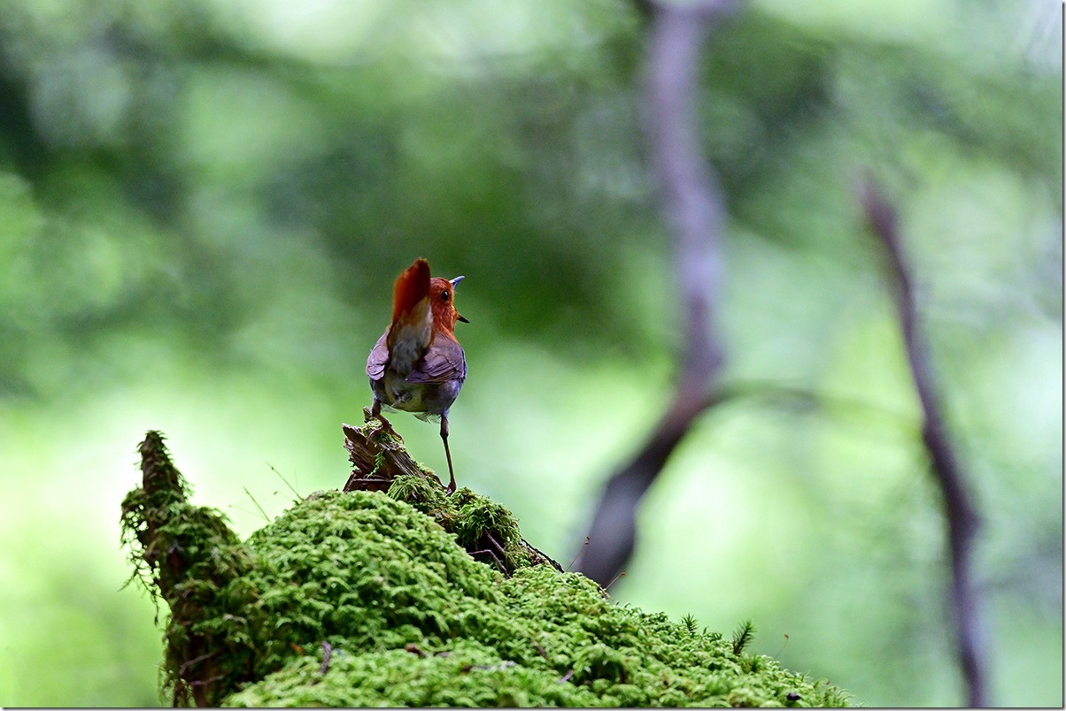 Z8M_6929_blog