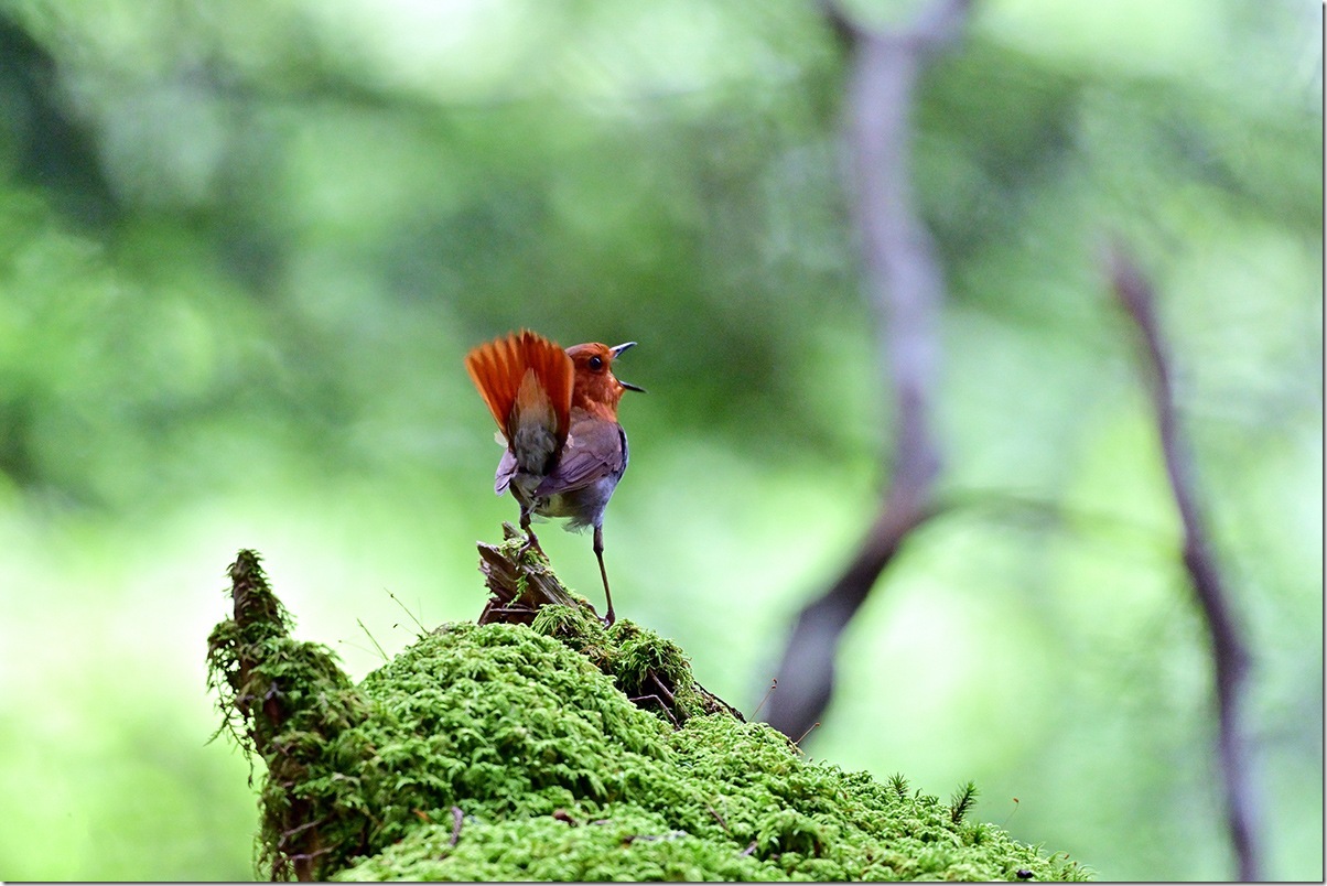 Z8M_6936_blog