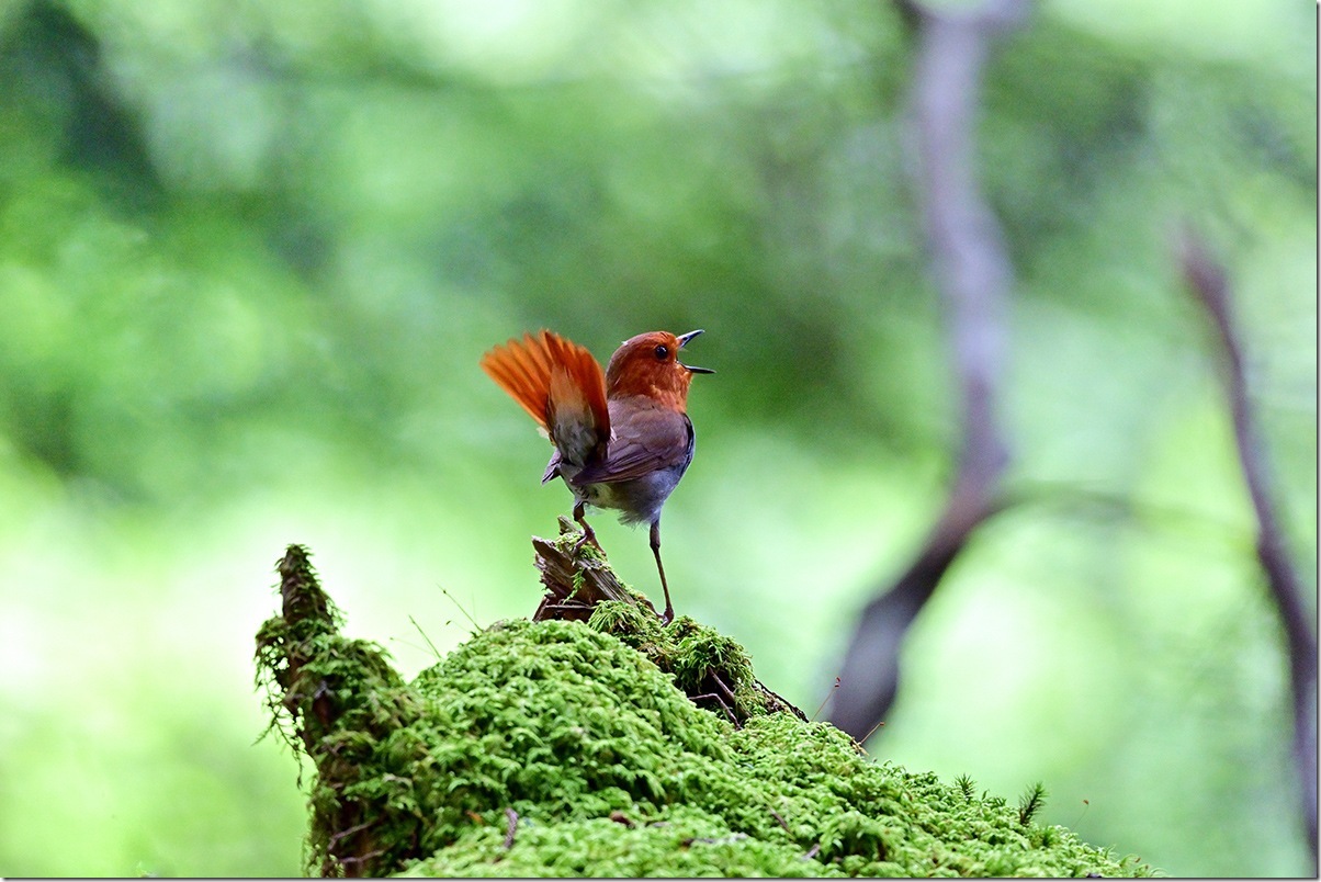 Z8M_6938_blog