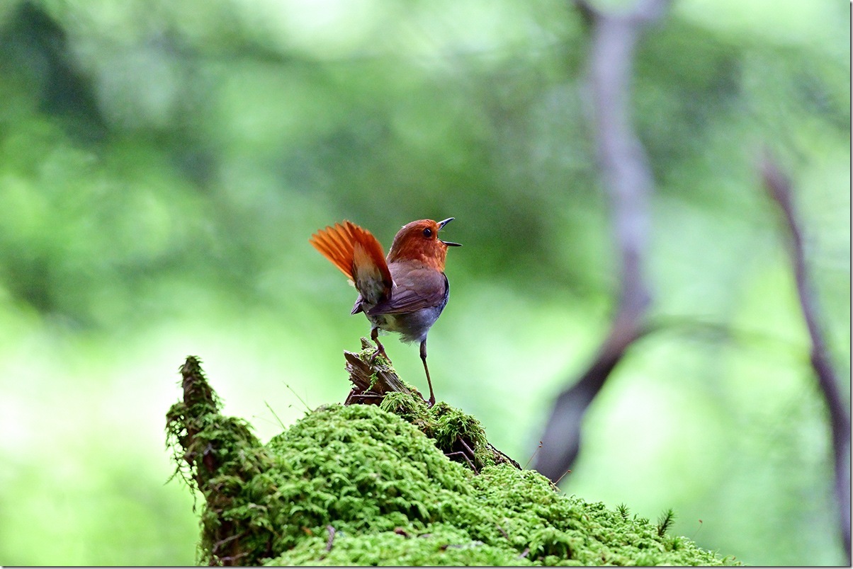 Z8M_6939_blog