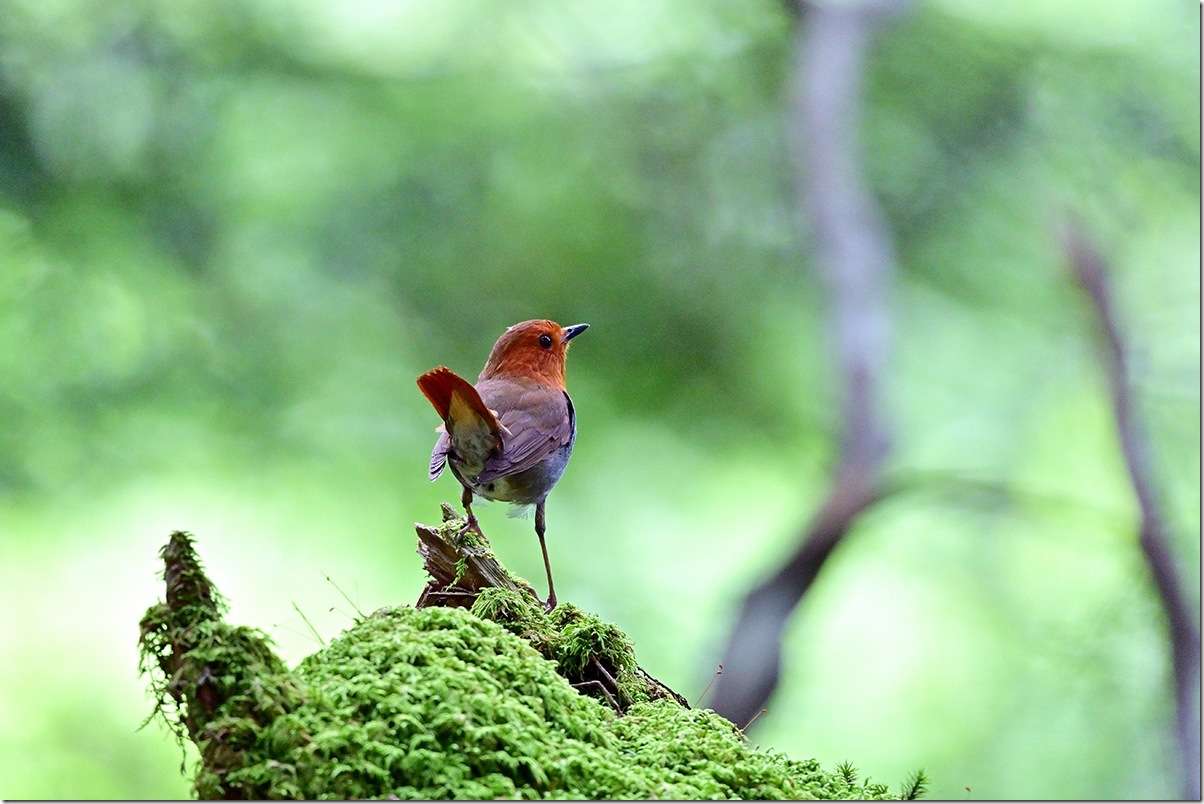 Z8M_6942_blog