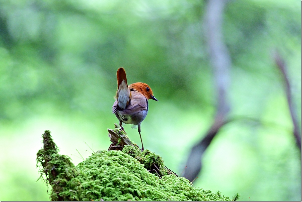Z8M_6953_blog