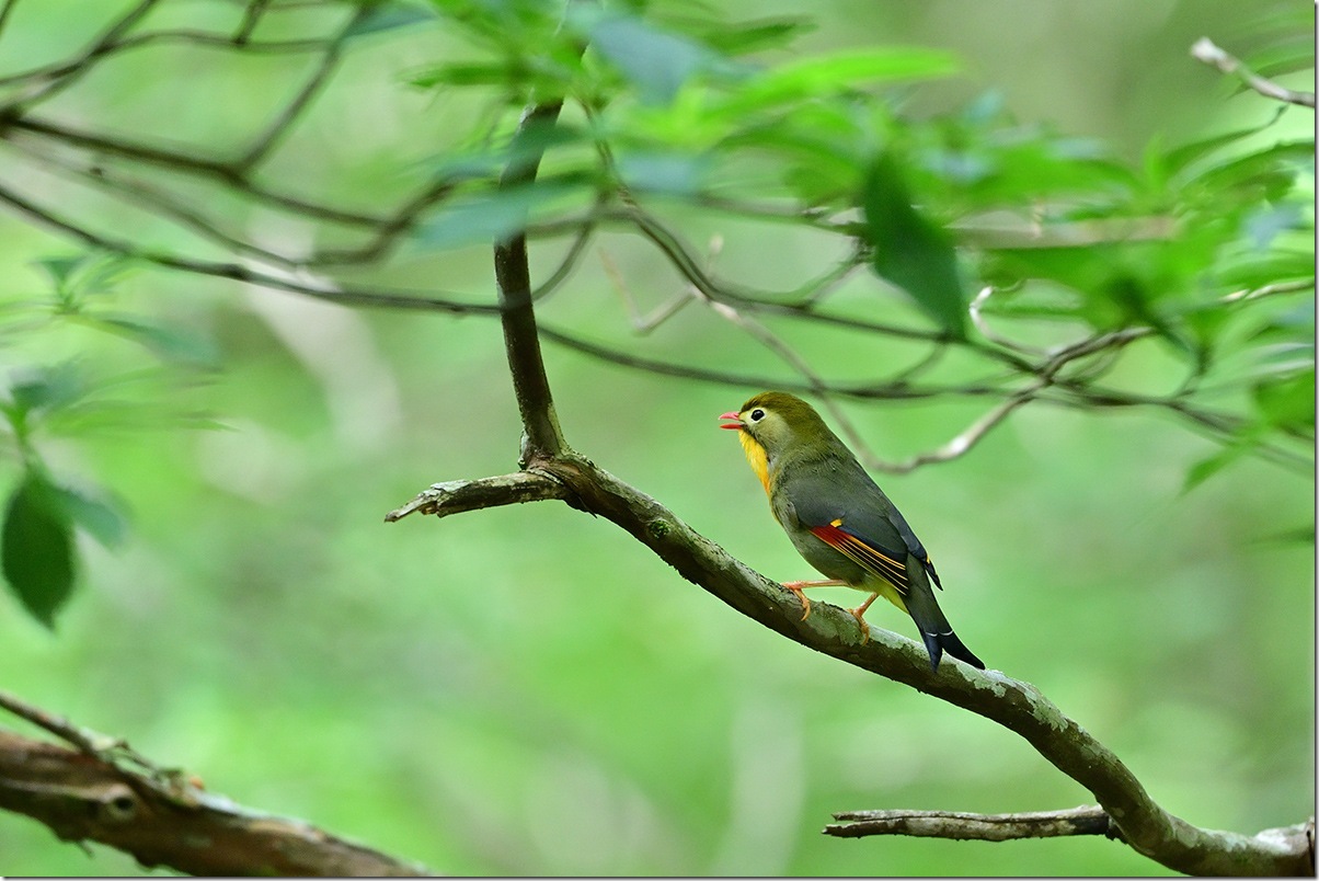 Z8M_6992_blog
