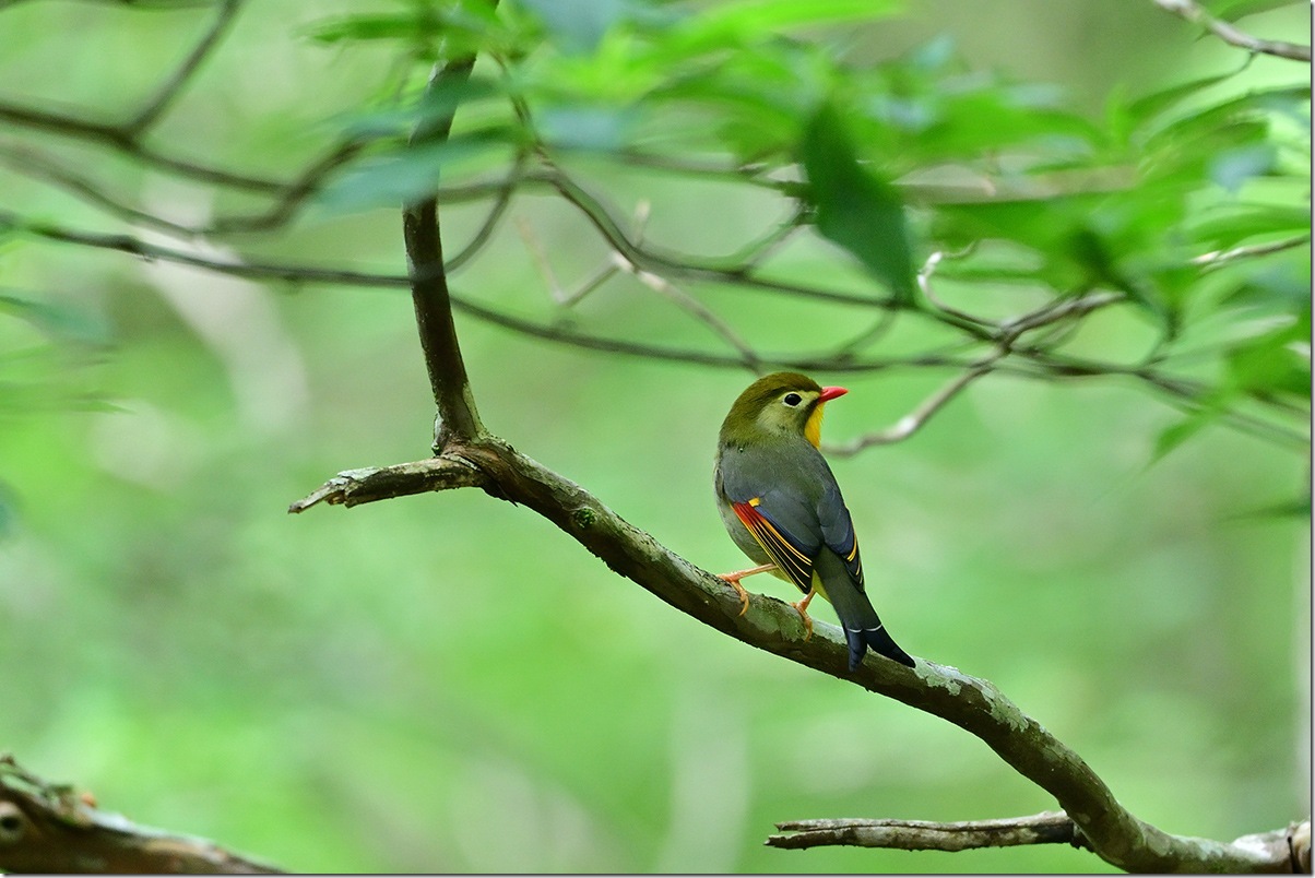 Z8M_6997_blog