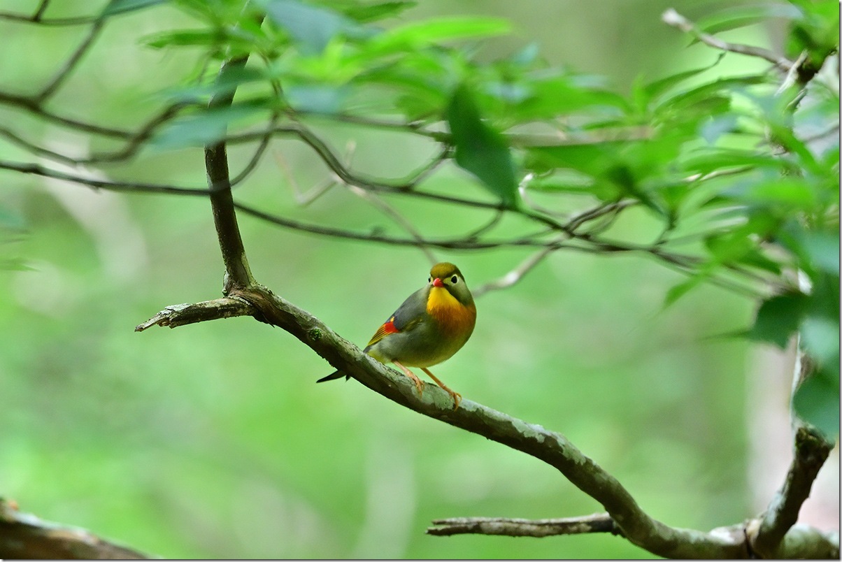 Z8M_7005_blog