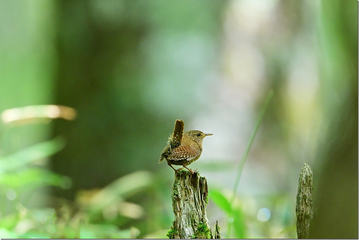 Z8M_7103_blog